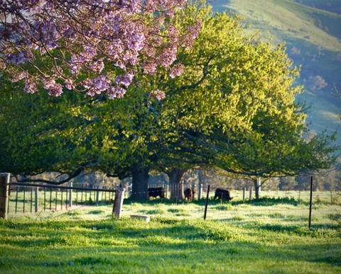 Alexandra Farmstay - Taree Accommodation 6