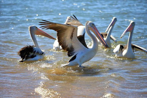 Alva Beach Tourist Park - Taree Accommodation 4