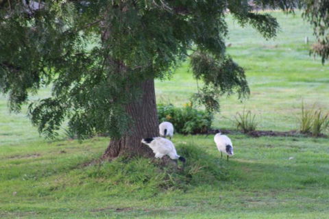 Nyora Lodge B & B - Taree Accommodation 3