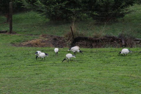 Nyora Lodge B & B - Taree Accommodation 2