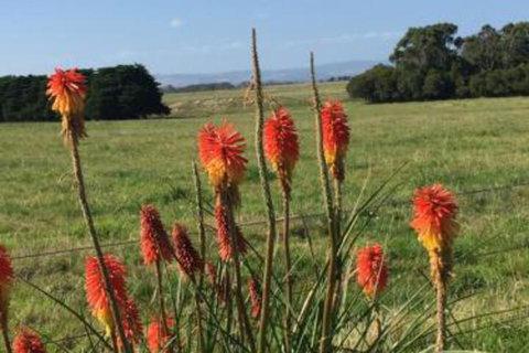 Yanakie Holiday House - Taree Accommodation 7