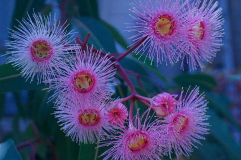 Brisbane Milton Bed & Breakfast - Taree Accommodation 4