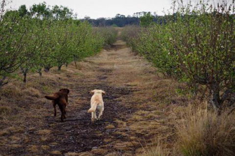 Straw House Farm B & B - Taree Accommodation 2
