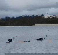 Lake Yalleena Nature Retreat - Taree Accommodation