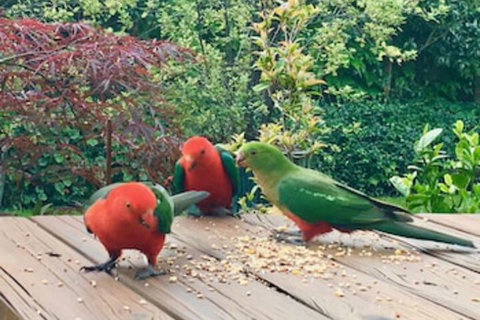 Crimson Villa - Taree Accommodation 0