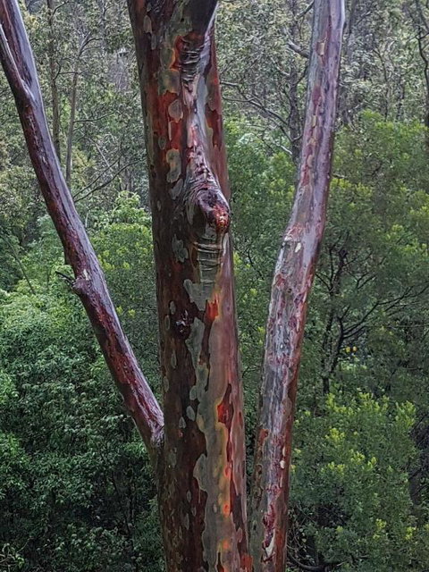 Bellbird Cottage B & B - Taree Accommodation 6