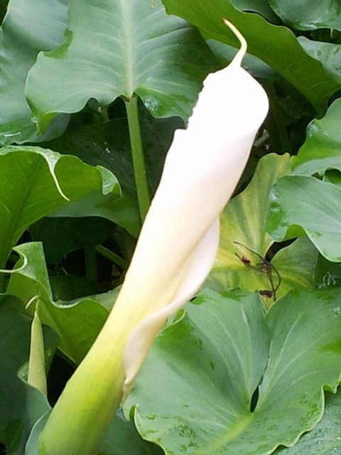 Bellbird Cottage B & B - Taree Accommodation 3