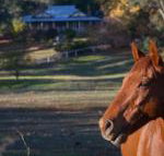 Historic Oak Hill House Estate Truffle Gourmet Festival Region - Taree Accommodation