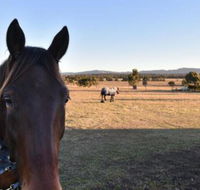 Clydesdale Cottage on Talga with real Clydesdale Horses - Taree Accommodation