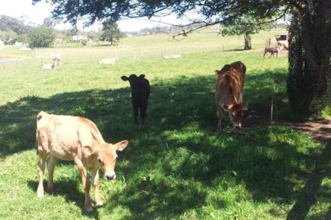 Appin Homestay B & B - Taree Accommodation 2