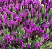 The Green Welly Stop - Taree Accommodation