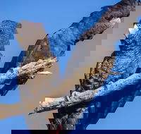 Bussells Bushland Cottages - Taree Accommodation