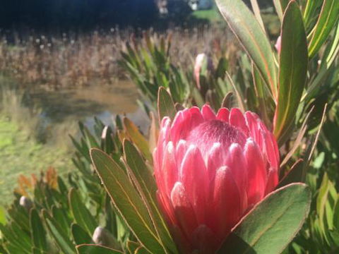 Creswick Cabin Retreat - Taree Accommodation 0