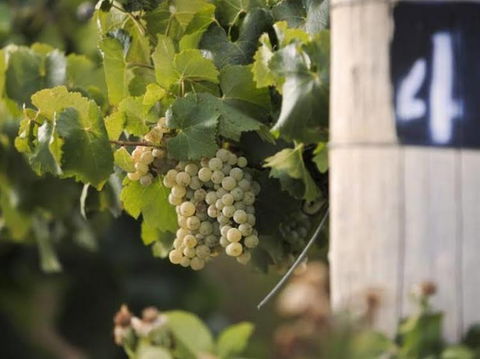 Ingenia Holidays Mudgee Valley - Taree Accommodation 0