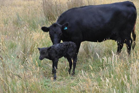 Roslyn House B & B - Taree Accommodation 2