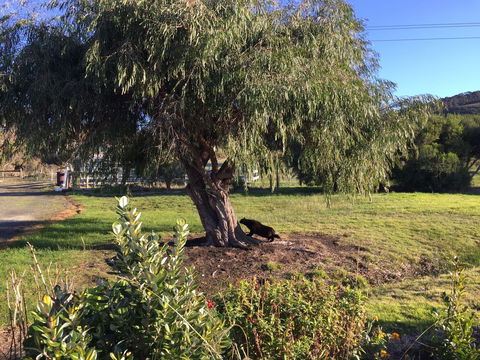 Skenes Creek Lodge Motel And Restaurant - Taree Accommodation 4