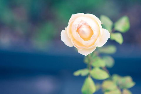 Bed Of Roses - Taree Accommodation 5