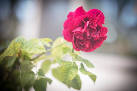 Bed Of Roses - Taree Accommodation 6