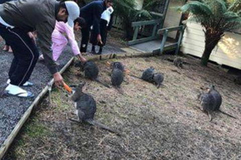 Fauna Australia Wildlife Retreat - Taree Accommodation 5