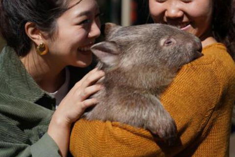Fauna Australia Wildlife Retreat - Taree Accommodation 4