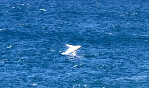 Sea Whispers - Taree Accommodation 3