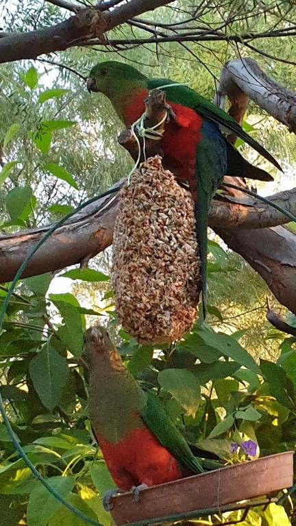 Astley Cottage - Taree Accommodation 1