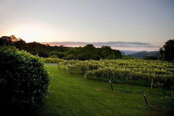 Flame Hill Vineyard - Taree Accommodation 6