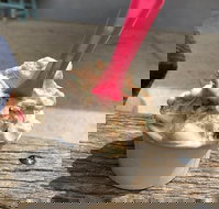 Coffetti Gelato - Taree Accommodation