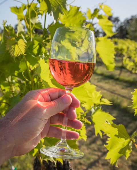 Breakfast Creek Vineyard - Taree Accommodation 0