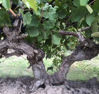 Nick Haselgrove Wines - Taree Accommodation
