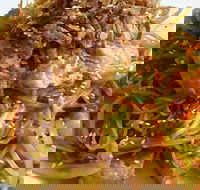 Saigon - Taree Accommodation