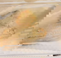 Swish 'n' Chips - Taree Accommodation