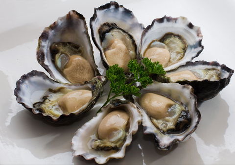 Tathra Oysters - Taree Accommodation 0