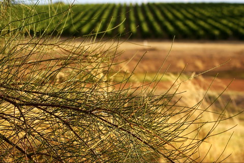 Haselgrove Wines - Taree Accommodation 1
