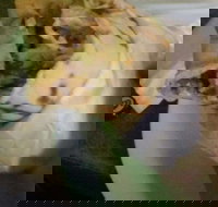 Ankara Kebabs  Bakery - Taree Accommodation