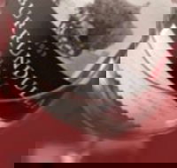 Burrundulla Vineyards - Taree Accommodation