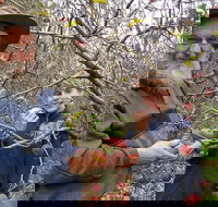 Pine Crest Orchard - Taree Accommodation