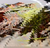 Rising Sun Hotel - Taree Accommodation