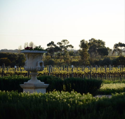 Angas Plains Wines Cellar Door - Taree Accommodation 1