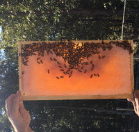 Clayridge Honey - Taree Accommodation