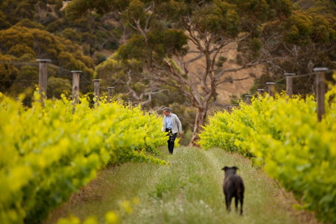 Islander Estate Vineyards - Taree Accommodation 1
