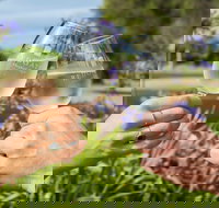 Redgate Wines - Taree Accommodation