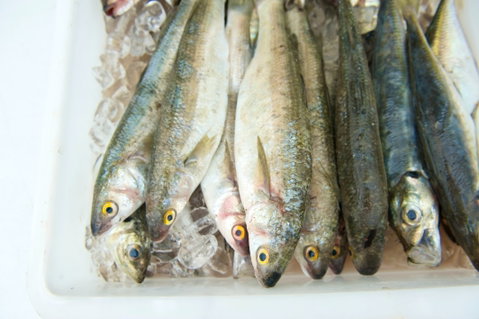 Peninsula Fresh Seafood - Taree Accommodation 2