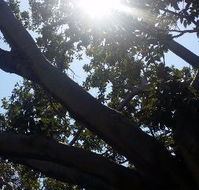 The Season Tree - Taree Accommodation