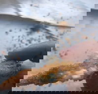 Wild Local Prawns - Taree Accommodation