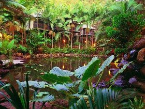 Daintree Eco Lodge & Spa - Taree Accommodation 0