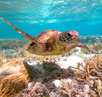 Heron Island Resort - Taree Accommodation