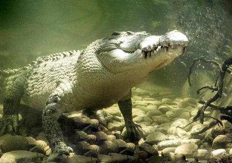 Pullman Reef Hotel Casino - Taree Accommodation 17