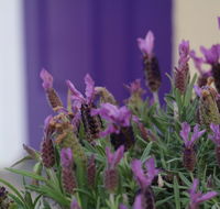 The Purple Door on Seaview - Taree Accommodation