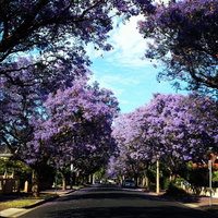 Book Wayville Accommodation Vacations Taree Accommodation Taree Accommodation